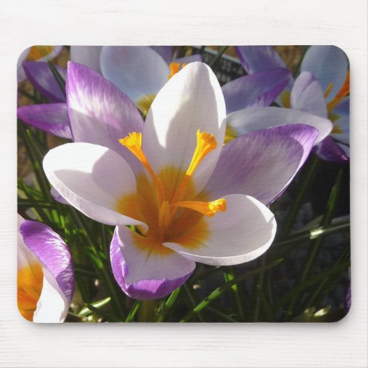 Alpencrocus nah mousepad (Vorne)