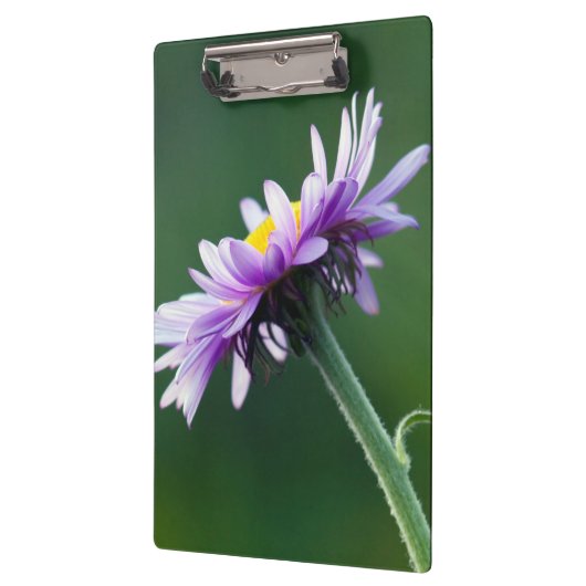 Alpendämie Klemmbrett (Links)