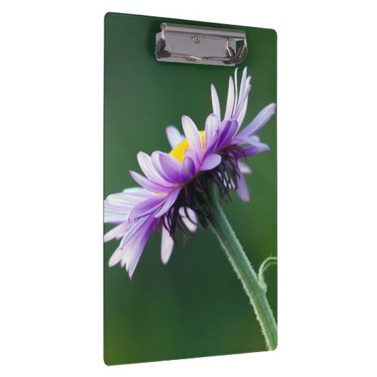 Alpendämie Klemmbrett (Rechts)