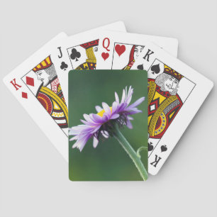 Alpendämie Spielkarten