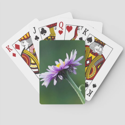 Alpendämie Spielkarten (Rückseite)