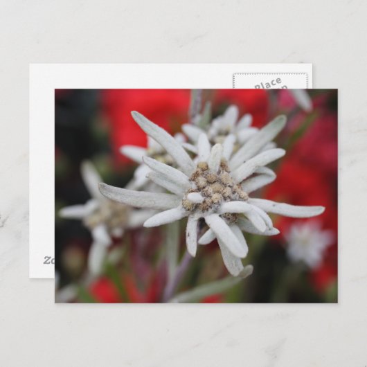 Alpengelbe Postkarte (Vorne/Hinten)