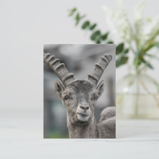 Alpenibex Portrait Postkarte (Stehend Vorderseite)