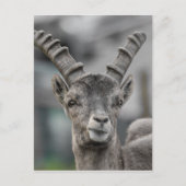 Alpenibex Portrait Postkarte (Vorderseite)