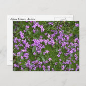 Alpenische Blume Postkarte (Vorne/Hinten)