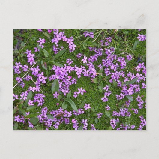 Alpenische Blume Postkarte (Vorderseite)