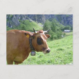 Alpenkuh Postkarte