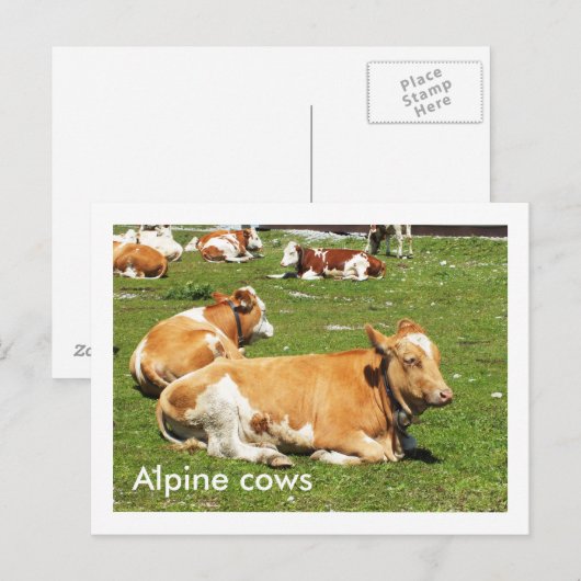 Alpenkühe Postkarte (Vorne/Hinten)