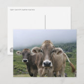 Alpenkühe Postkarte (Vorne/Hinten)
