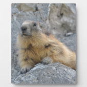 Alpenmarmot auf dem Felsen Fotoplatte (Vorderseite)