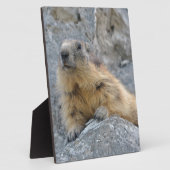 Alpenmarmot auf dem Felsen Fotoplatte (Seite)