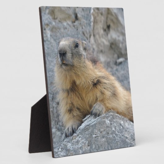 Alpenmarmot auf dem Felsen Fotoplatte (Seite)