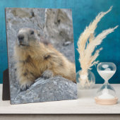 Alpenmarmot auf dem Felsen Fotoplatte (Seite)