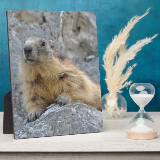 Alpenmarmot auf dem Felsen Fotoplatte (Seite)