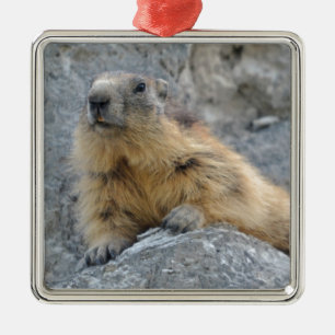 Alpenmarmot auf dem Felsen Ornament Aus Metall