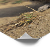 Alpenmarmot, Marmota-Marmota, stehend Poster (Ecke)