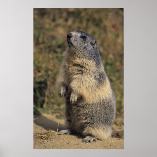 Alpenmarmot, Marmota-Marmota, stehend Poster
