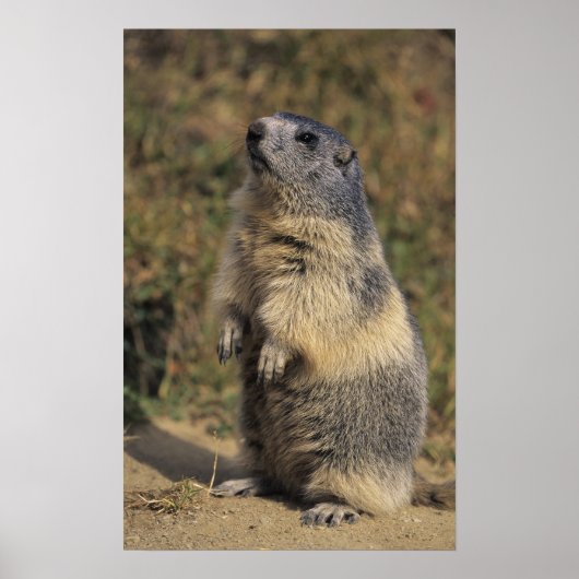 Alpenmarmot, Marmota-Marmota, stehend Poster (Vorne)