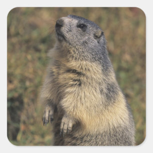 Alpenmarmot, Marmota-Marmota, stehend Quadratischer Aufkleber
