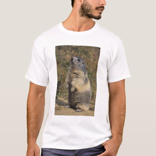 Alpenmarmot, Marmota-Marmota, stehend T-Shirt (Vorderseite)