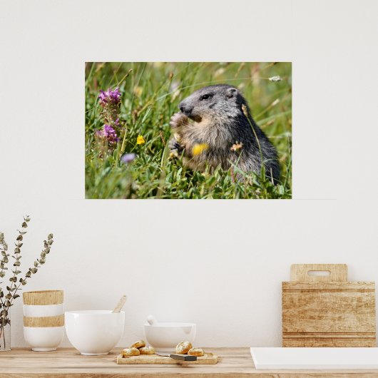 Alpenmarmotte fressend Blume Poster (Küche)