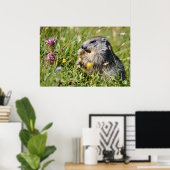 Alpenmarmotte fressend Blume Poster (Heimbüro)