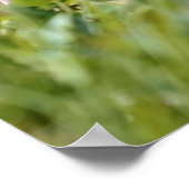 Alpenmarmotte fressend Blume Poster (Ecke)