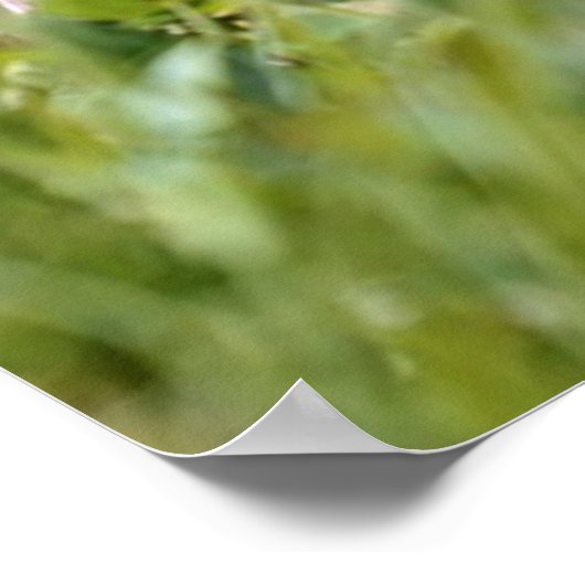 Alpenmarmotte fressend Blume Poster (Ecke)