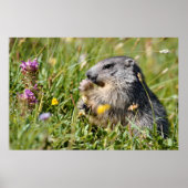 Alpenmarmotte fressend Blume Poster (Vorne)