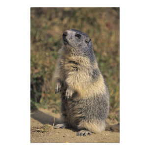 Alpenmurmeltier, Marmota marmota, Erwachsener steh Fotodruck