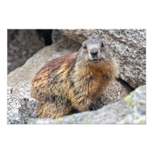 Alpenmurmeltierdruck Fotodruck