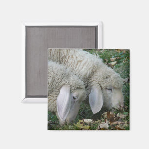 Alpenschaf Magnet