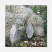 Alpenschaf Magnet (Vorne)