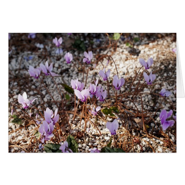 Alpenveilchen Karte (Vorderseite (Horizontal))
