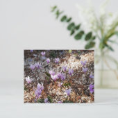 Alpenveilchen Postkarte (Stehend Vorderseite)