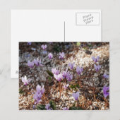 Alpenveilchen Postkarte (Vorne/Hinten)