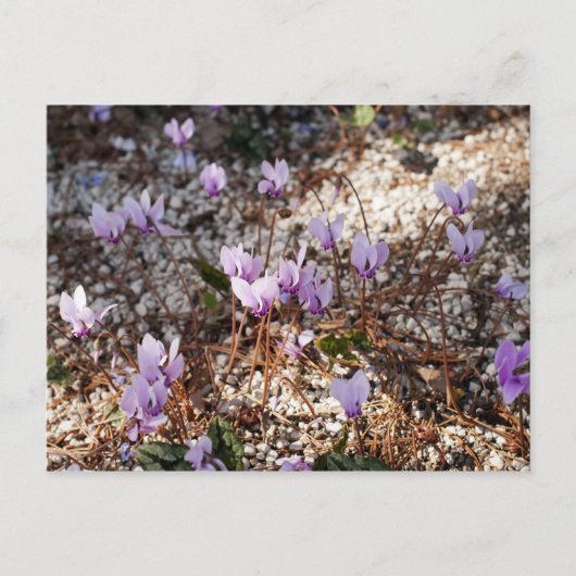 Alpenveilchen Postkarte (Vorderseite)