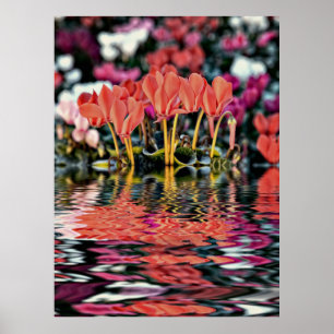 Alpenveilchen spiegeln sich im Wasser Poster