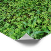 Alpenwald Poster (Ecke)