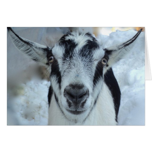 Alpenziegenkarte (Vorderseite (Horizontal))