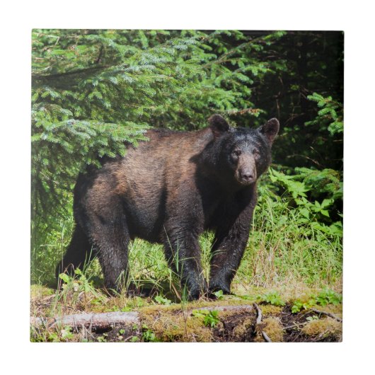 Alpha Black Bear Fliese (Vorderseite)