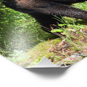 Alpha Black Bear Fotodruck (Ecke)