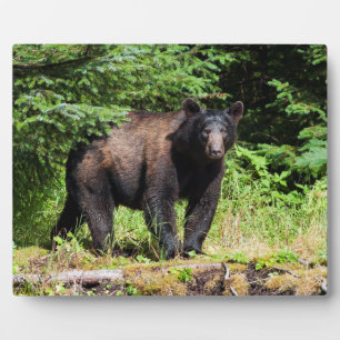 Alpha Black Bear Fotoplatte