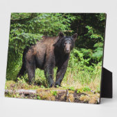 Alpha Black Bear Fotoplatte (Seite)