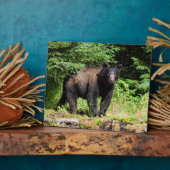 Alpha Black Bear Fotoplatte (Seite)