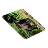 Alpha Black Bear Magnet (Rechte Seite)