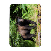 Alpha Black Bear Magnet (Vertikal)