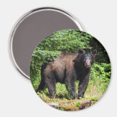 Alpha Black Bear Magnet (Vorderseite/Rückseite)