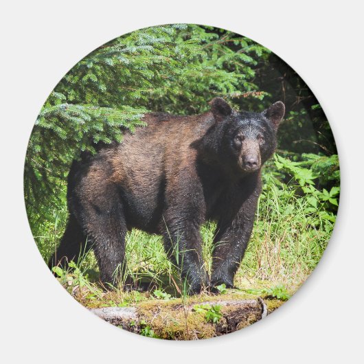 Alpha Black Bear Magnet (Vorne)