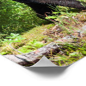 Alpha Black Bear Poster (Ecke)